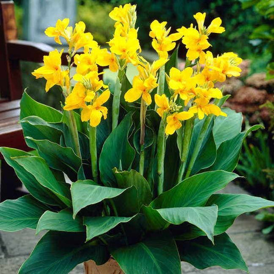 Canna Yara™ Bulbs