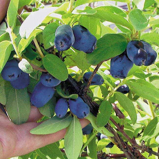 Lonicera Berry Blue™