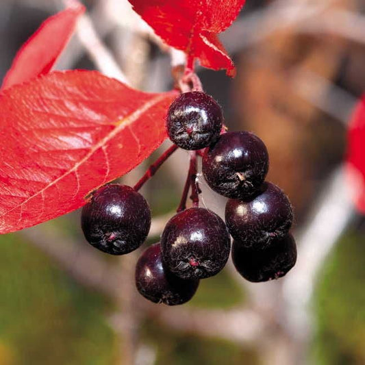 Chokeberry Viking