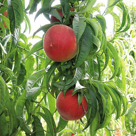 Prunus White Delight Peach