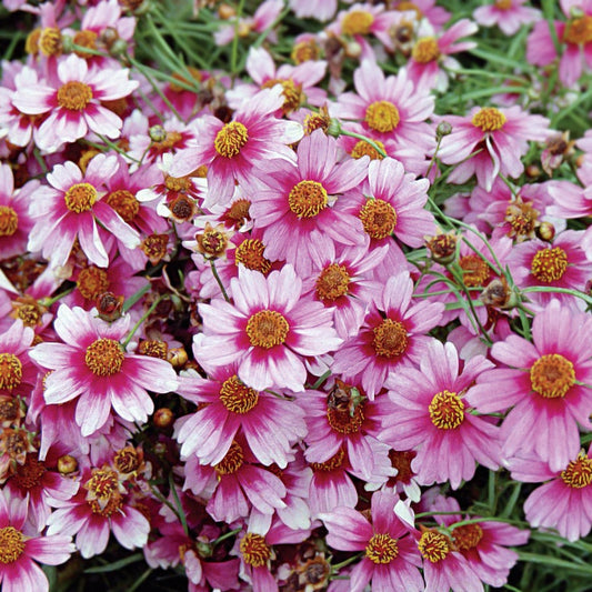 Coreopsis 'Heaven's Gate'