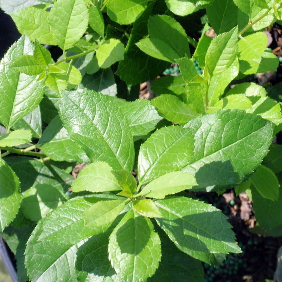 Ilex Mr Poppins®