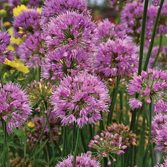 Allium 'Millenium'