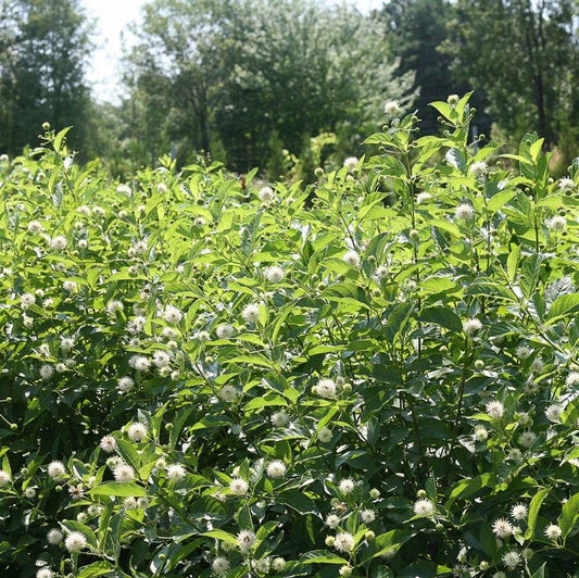 Cephalanthus Sugar Shack® Dwarf Buttonbush