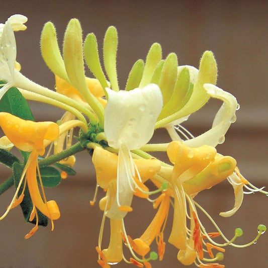 Lonicera 'Scentsation'