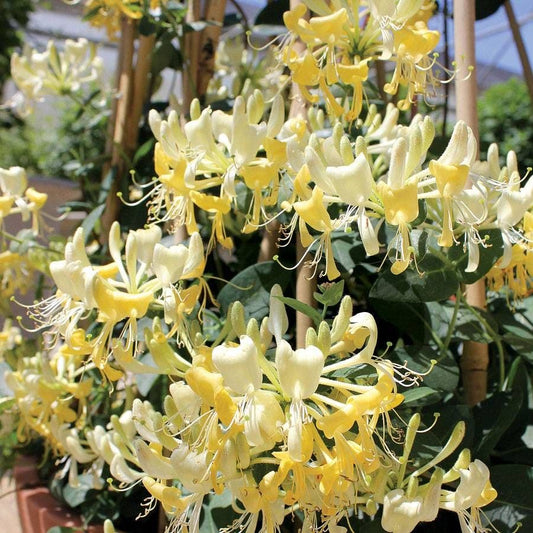 Lonicera 'Scentsation'