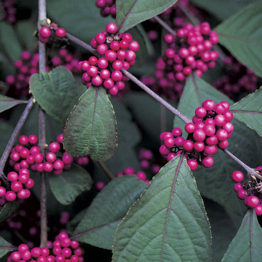 Callicarpa americana