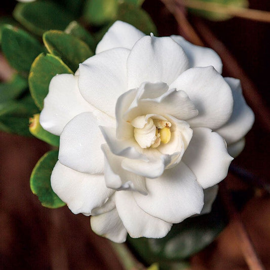 Gardenia 'Double Mint'