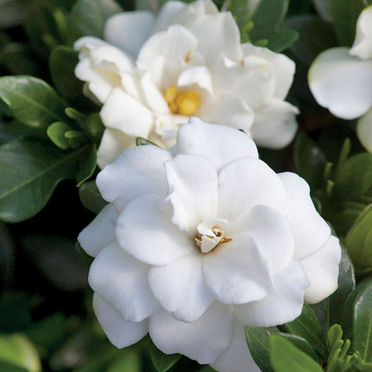 Gardenia 'Double Mint'