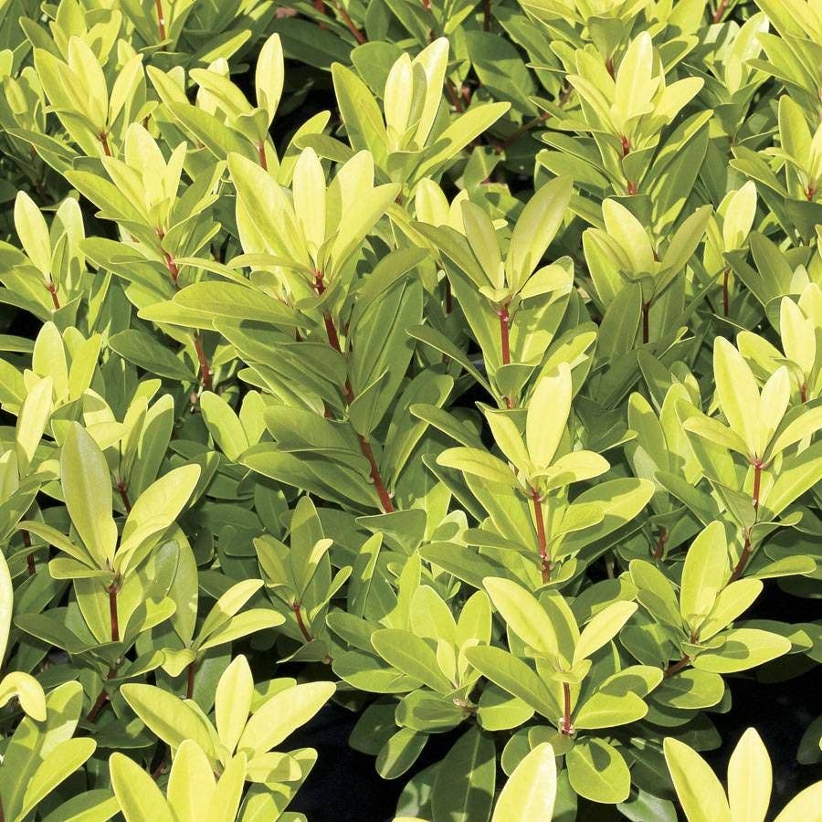 Illicium 'Florida Sunshine'