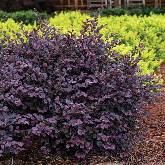 Loropetalum Crimson Fire™
