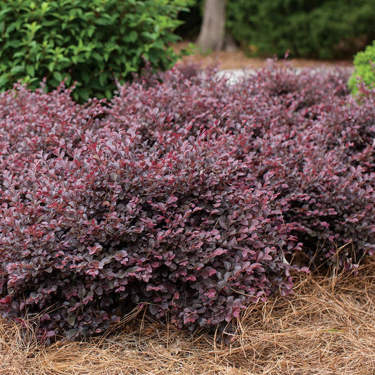 Loropetalum Crimson Fire™