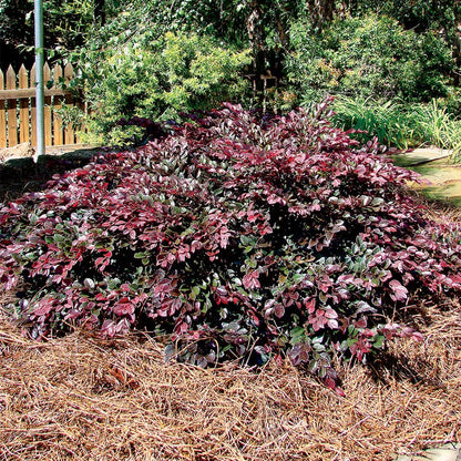 Loropetalum Crimson Fire™