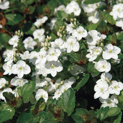 Veronica 'Whitewater'