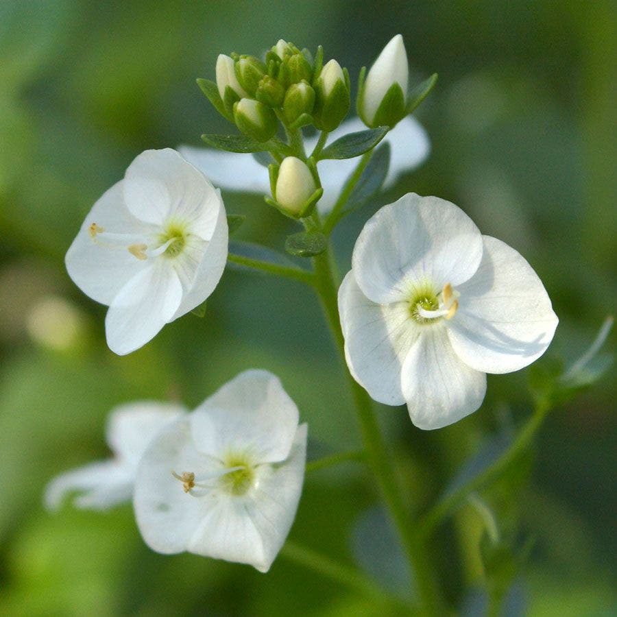 Veronica 'Whitewater'