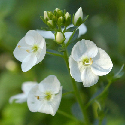 Veronica 'Whitewater'