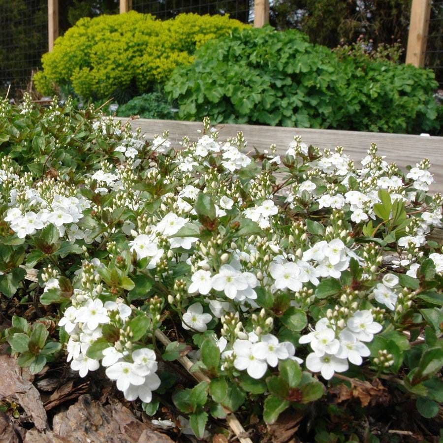 Veronica 'Whitewater'