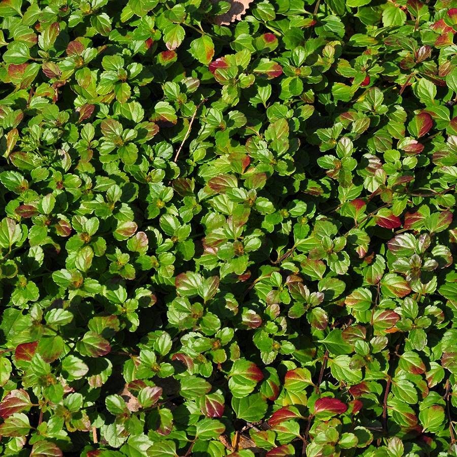 Veronica 'Whitewater'