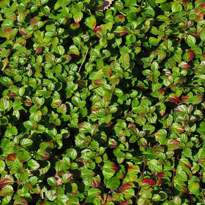 Veronica 'Whitewater'