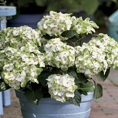 Hydrangea Everlasting® Noblesse