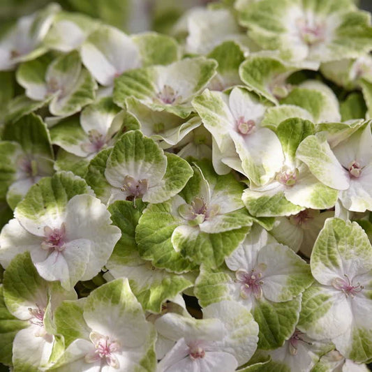 Hydrangea Everlasting® Noblesse