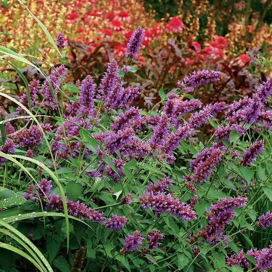 Agastache 'Blue Boa' Hyssop