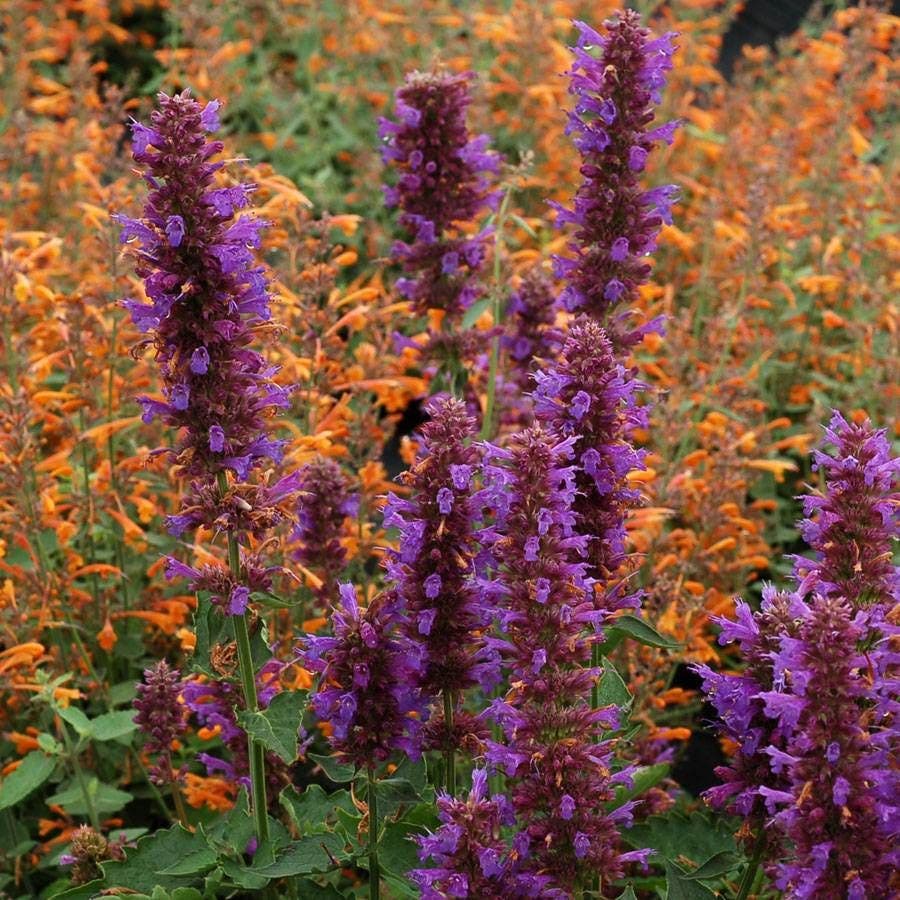 Agastache 'Blue Boa' Hyssop