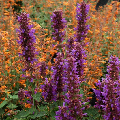Agastache 'Blue Boa' Hyssop