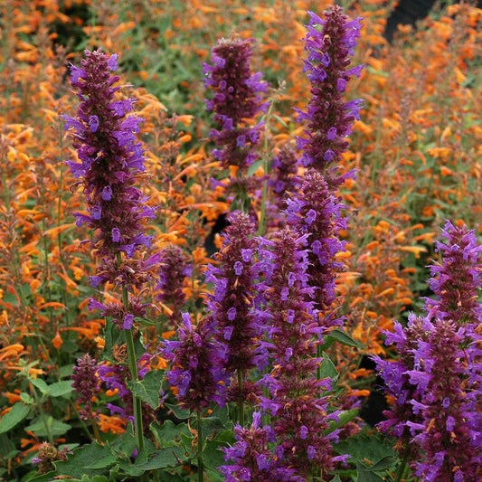 Agastache 'Blue Boa' Hyssop