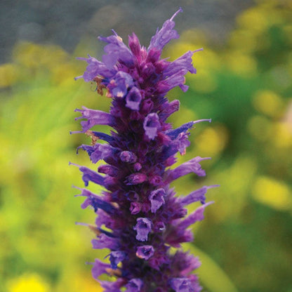 Agastache 'Blue Boa' Hyssop