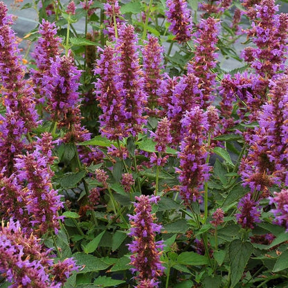 Agastache 'Blue Boa' Hyssop