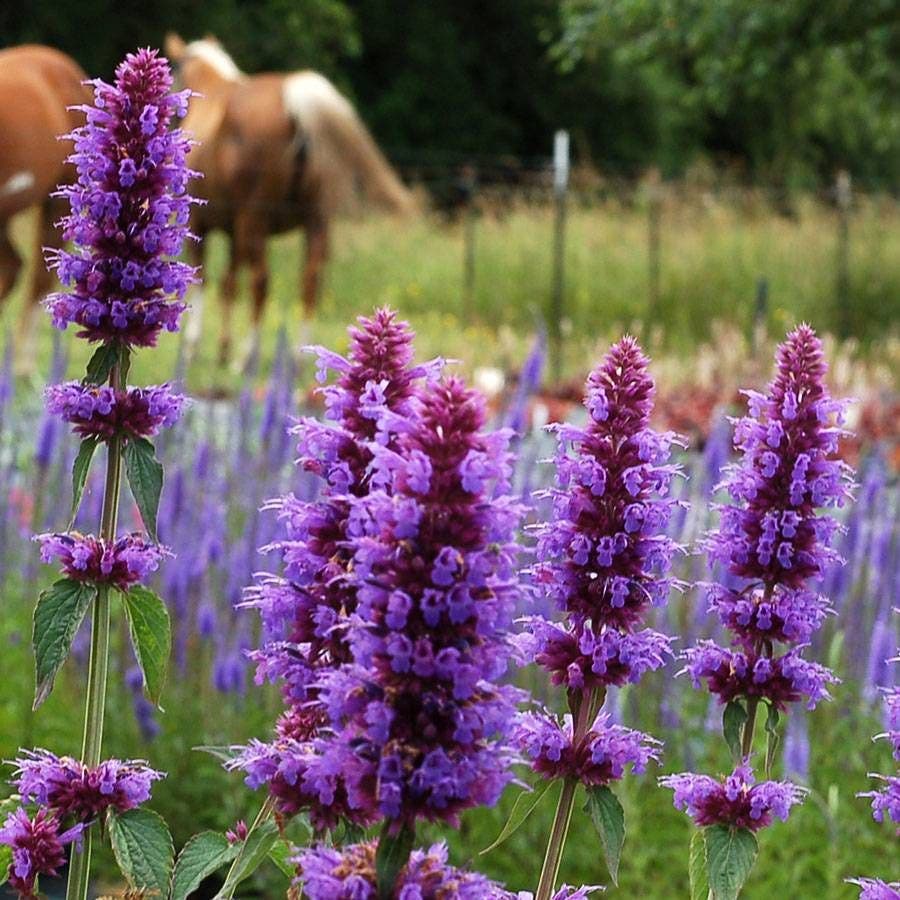 Agastache 'Blue Boa' Hyssop