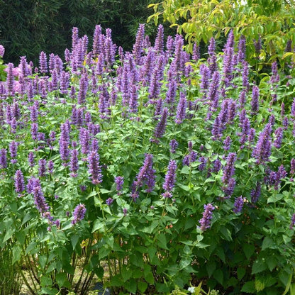 Agastache 'Blue Boa' Hyssop