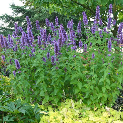 Agastache 'Blue Boa' Hyssop