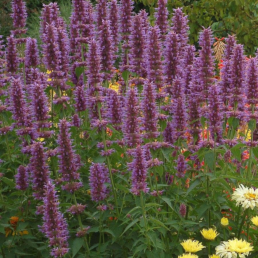 Agastache 'Blue Boa' Hyssop