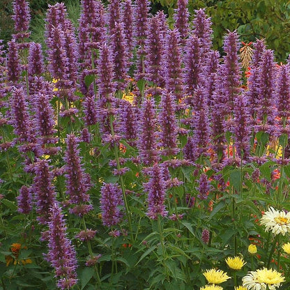 Agastache 'Blue Boa' Hyssop