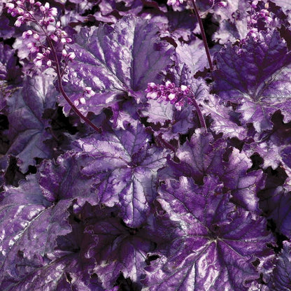 Heuchera Forever® Purple Coral Bells