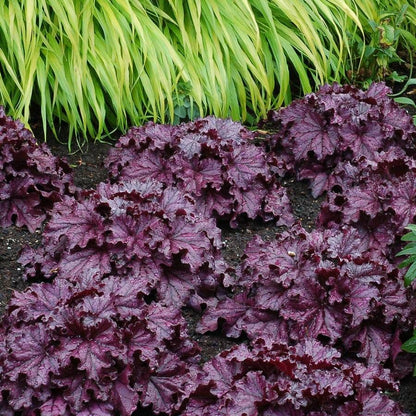 Heuchera Forever® Purple Coral Bells