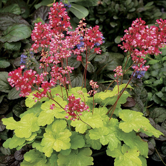 Heuchera Little Cutie™ 'Sweet Tart'