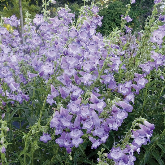 Penstemon Cha Cha™ 'Lavender'