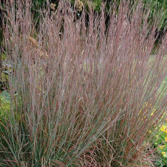 Standing Ovation Bluestem