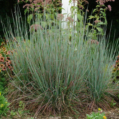 Standing Ovation Bluestem