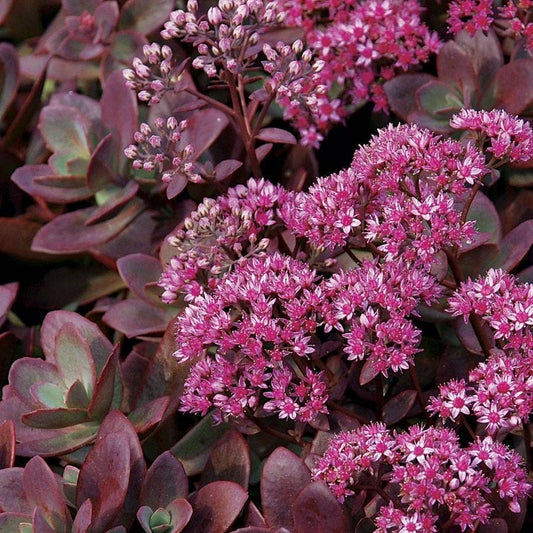 Sedum SunSparkler® 'Firecracker' Stonecrop