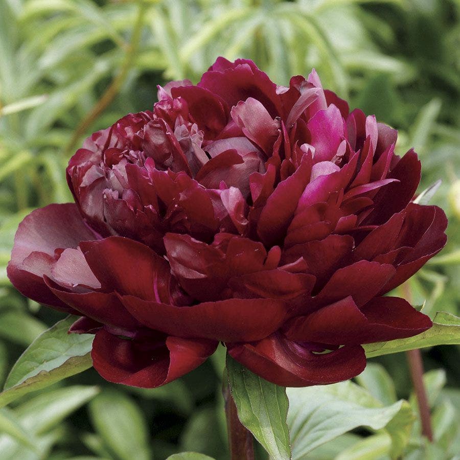 Paeonia 'Armani'