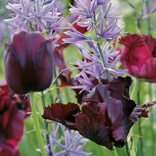 Tulip Queens Garden Mix