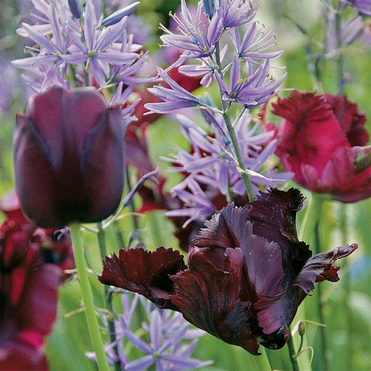 Tulip Queens Garden Mix