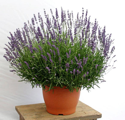 Lavandula Big Time Blue