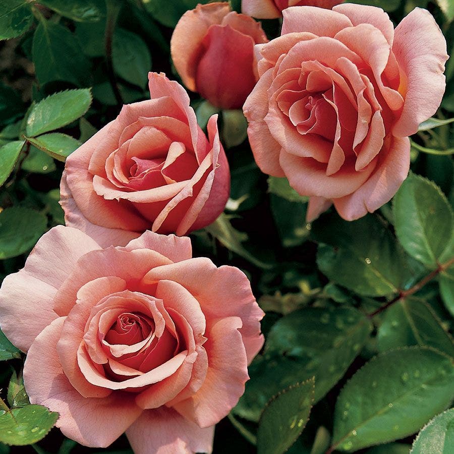 Rosa Tournament of Roses