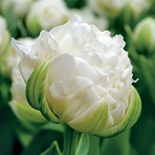 Ice Age Tulip Bulbs