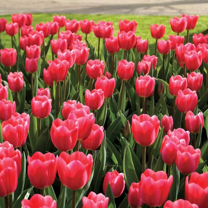 'Rosy Delight' Tulip Bulbs